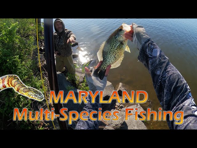 MD Multi Species Fishing with My Son: Crappie, Catfish, & Snakes