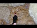 ASMR с котом для хорошего сна ❤️ #кот #коты #животные #питомцы #асмр #asmr #cat #cats #animals