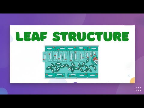 Structure of a Leaf — LearnStalk Biology