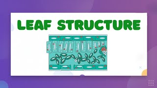 Structure of a Leaf — LearnStalk Biology