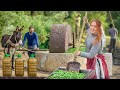 How Traditional Olive Oil Is Made In Morocco Olive Harvest And Stone Mill Press 