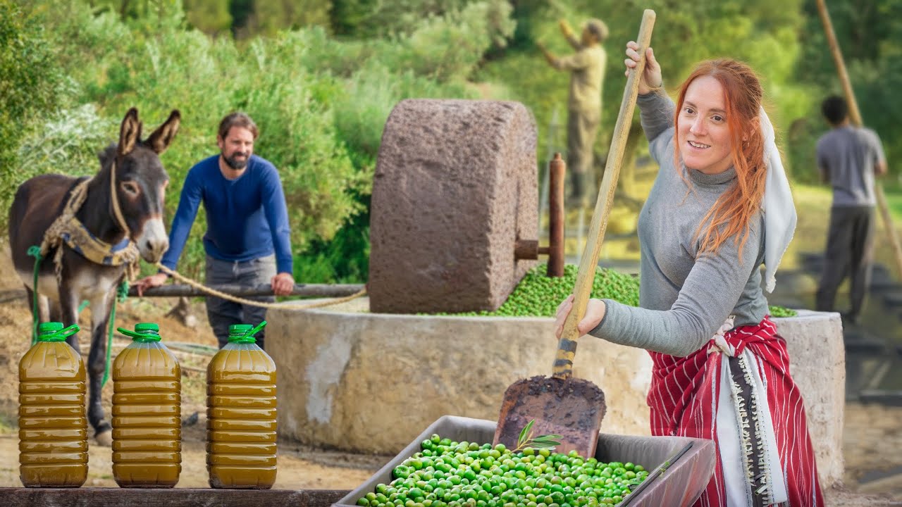 طحن الزيتون في المغرب بطريقة تقليدية في معصرة حجرية | زيت الزيتون البلدي من الحصاد حتى العصر