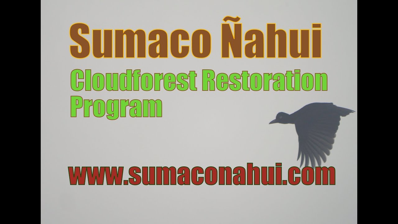 Yasuni Wilderness:  Amazon Herping