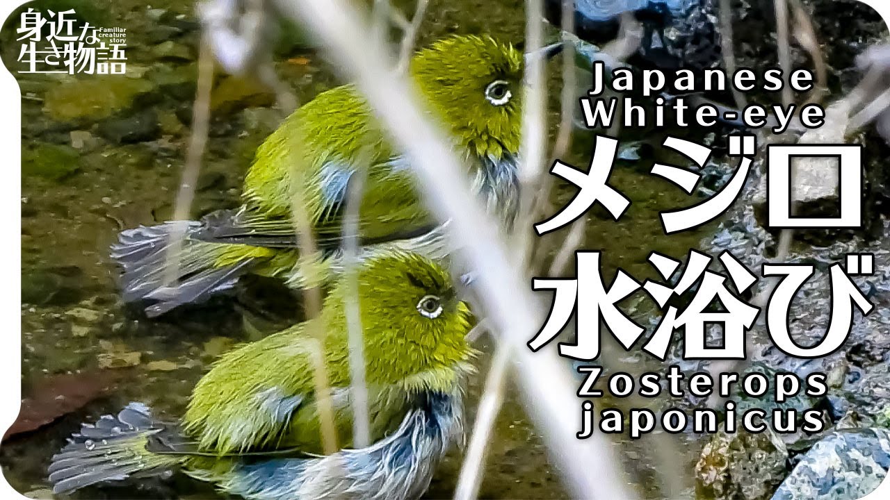 野鳥の水浴び メジロの水浴び 2羽で仲良くかわいい 野鳥と音楽 ジャズ ブルースハッピー Et Voila Chris Haugen 身近な生き物語 White Eye Zosterops Youtube 野鳥の水浴び メジロの水浴び 2羽で仲良くかわいい 野鳥と音楽 ジャズ ブルースハッピー Et Voila Chris Haugen 身近な生き物語 White Eye Zosterops Youtube