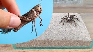 ENORME LANGOSTA AFRICANA vs TARANTULA. ¿Quién tendrá miedo de quién?