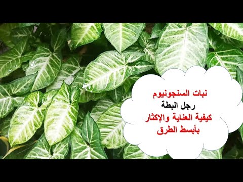 كيفية إكثار ورعاية نبات رجل البطة سنجونيوم بأبسط الطرق