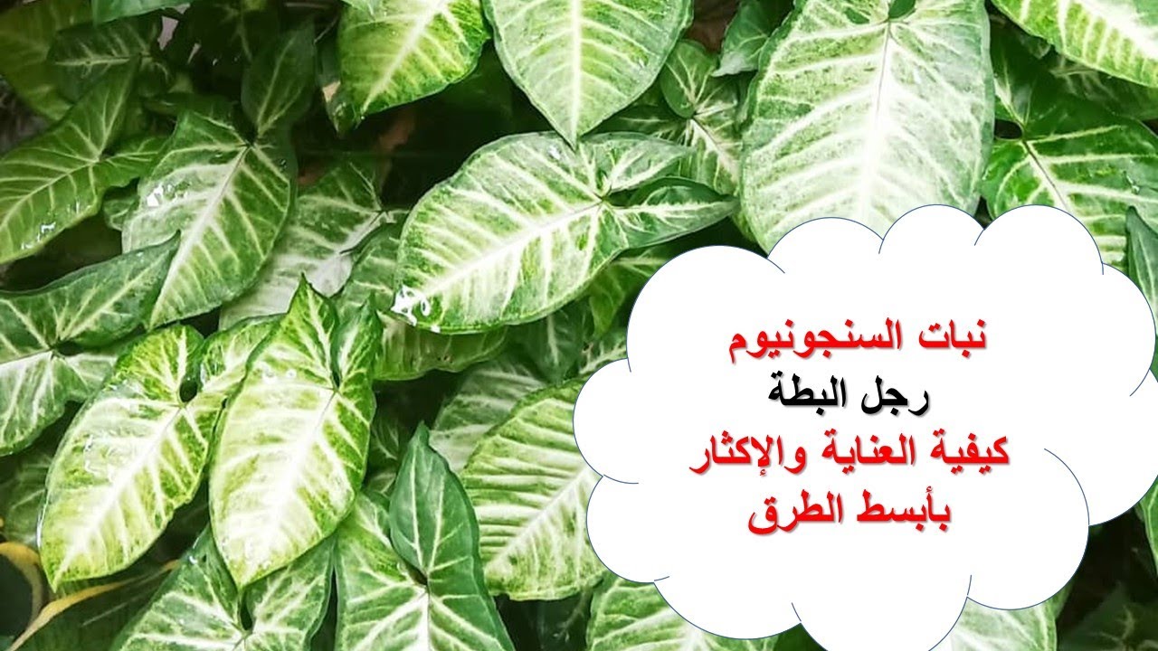 كيفية إكثار ورعاية نبات رجل البطة(سنجونيوم) بأبسط الطرق