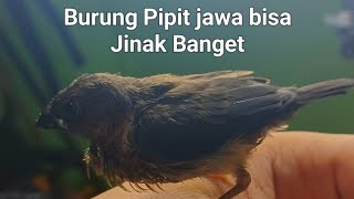 Burung Pipit jawa Pintar #viral #anakburung #burungpipit #babybird #animals #birds #burungemprit