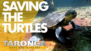 Watch Taronga: Who's Who In The Zoo Trailer