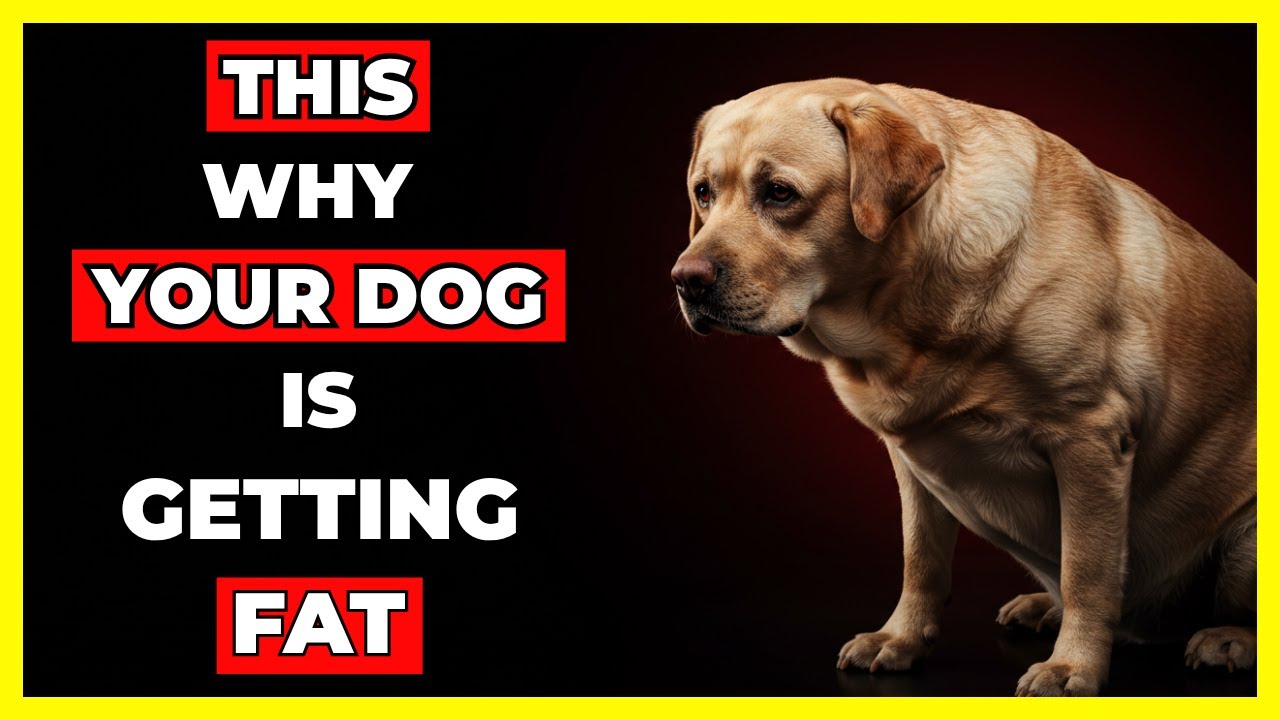 5 Common Mistakes That Make Your Dog OBESE