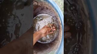 fish fishing cat viralvideo fishing fish food videos fishcatching