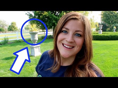 Replacing a Dracaena with a Yucca ?// Garden Answer