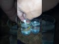 How to check for fertile and infertile egg
