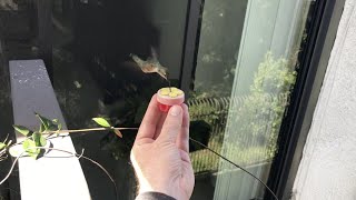 Hand-feeding Hummingbird by Scott Bowman 13 views 11 months ago 43 seconds