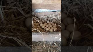 أين وضعت البيض الذي بداخله كتاكيت؟ وهل حصل ميشو على نصيبه من البيض؟ 🥚🐥 #تربية_الدواجن #ميشو #قطط