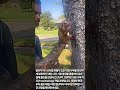 대형 나무 갈라짐 방지 수목 지지 작업 #worker #process #treecare #arborist #treebracing