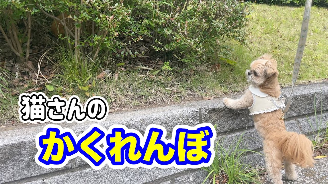 Where are you? Cat hide and seek Chihuahua x Shih Tzu - YouTube