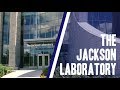 The jackson laboratory