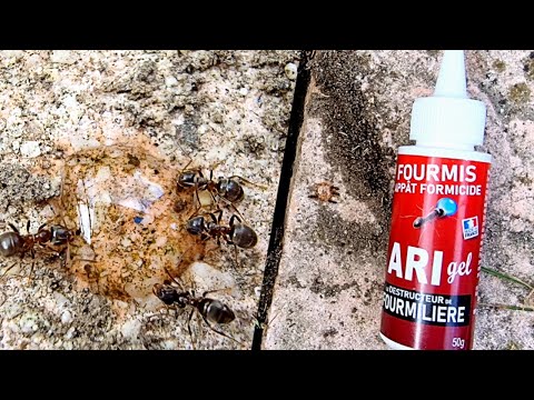 Fourmilière près d'une véranda : test du gel ARI GEL en vidéo