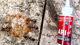 Produit pour exterminer la fourmi Dobol Gel Appât Fourmis à acheter