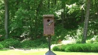 Baby Bluebirds Fledging the Nest