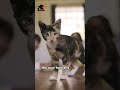 When Cats Discover Their Reflection