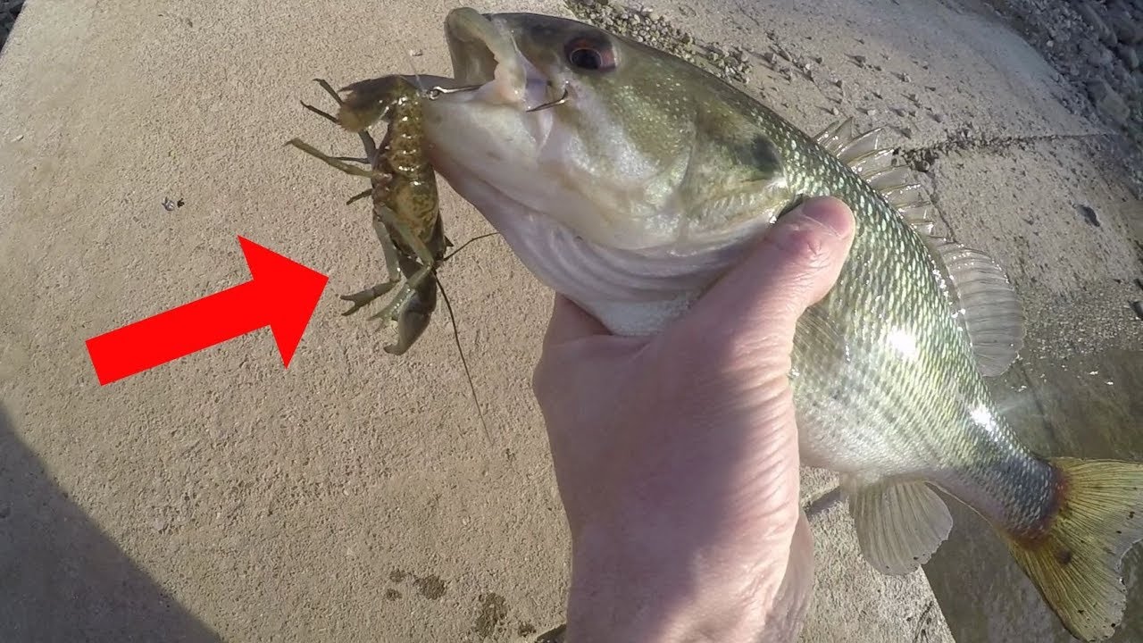 bass fishing at night Catching Bass on LIVE CRAYFISH