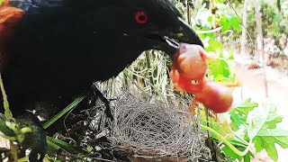 Insane Story of a Baby birds in Nest | Mother's Despair Reaction on Savage Cuckoo Attack | Nestwatch