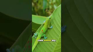 TOP 3 ANIMALS WITH REAL SUPERPOWERS #facts #animals #wildlife