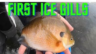 First Ice - Mega Bluegills - 2021-22 Ice Fishing Season Starts Now