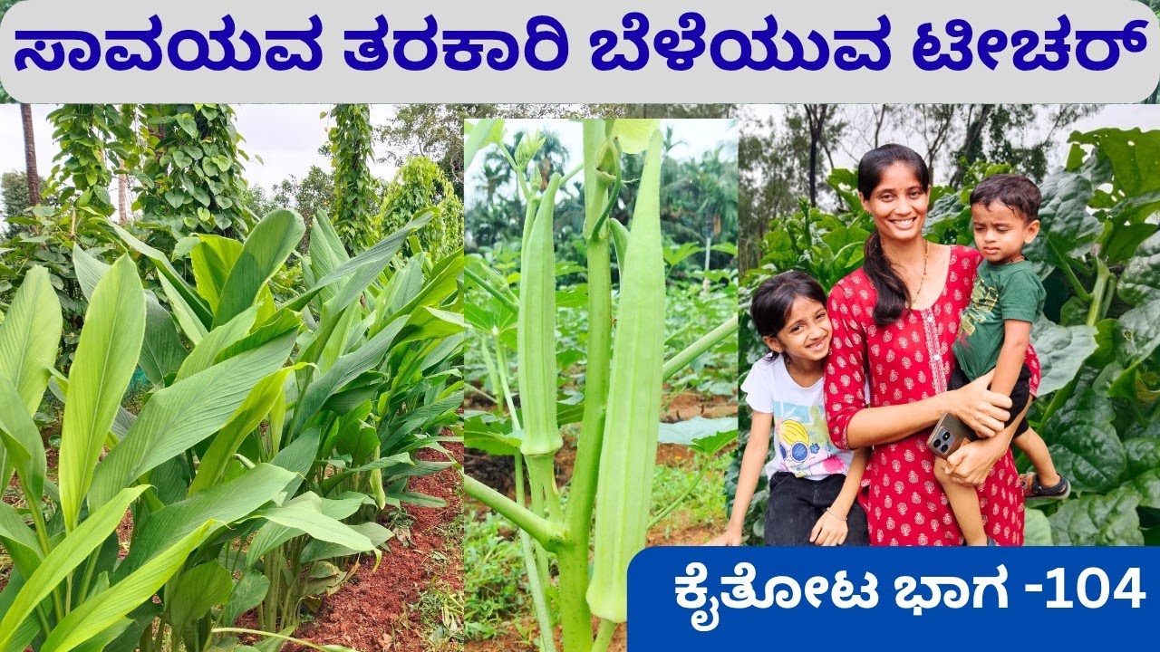 ವಿಷಮುಕ್ತ ಆಹಾರದ ಪ್ರಯತ್ನ ಅದ್ಭುತ‼️ವೃತ್ತಿ ಡ್ರಾಯಿಂಗ್ ಟೀಚರ್ ಪ್ರವೃತ್ತಿಯಾಗಿ ಸಾವಯವ ಕೈತೋಟ 🙏ಎಷ್ಟು ವಿಧದ ತರಕಾರಿ⁉️