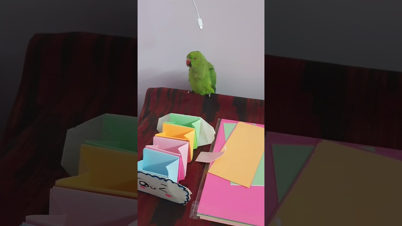 Попугай VS Кабель: кто победит?  “Parrot Eats Charger?!😱”   الببغاء ضد الكهرباء 😱⚡