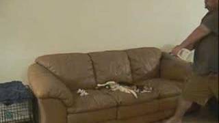 Dapper Doodle Must Die