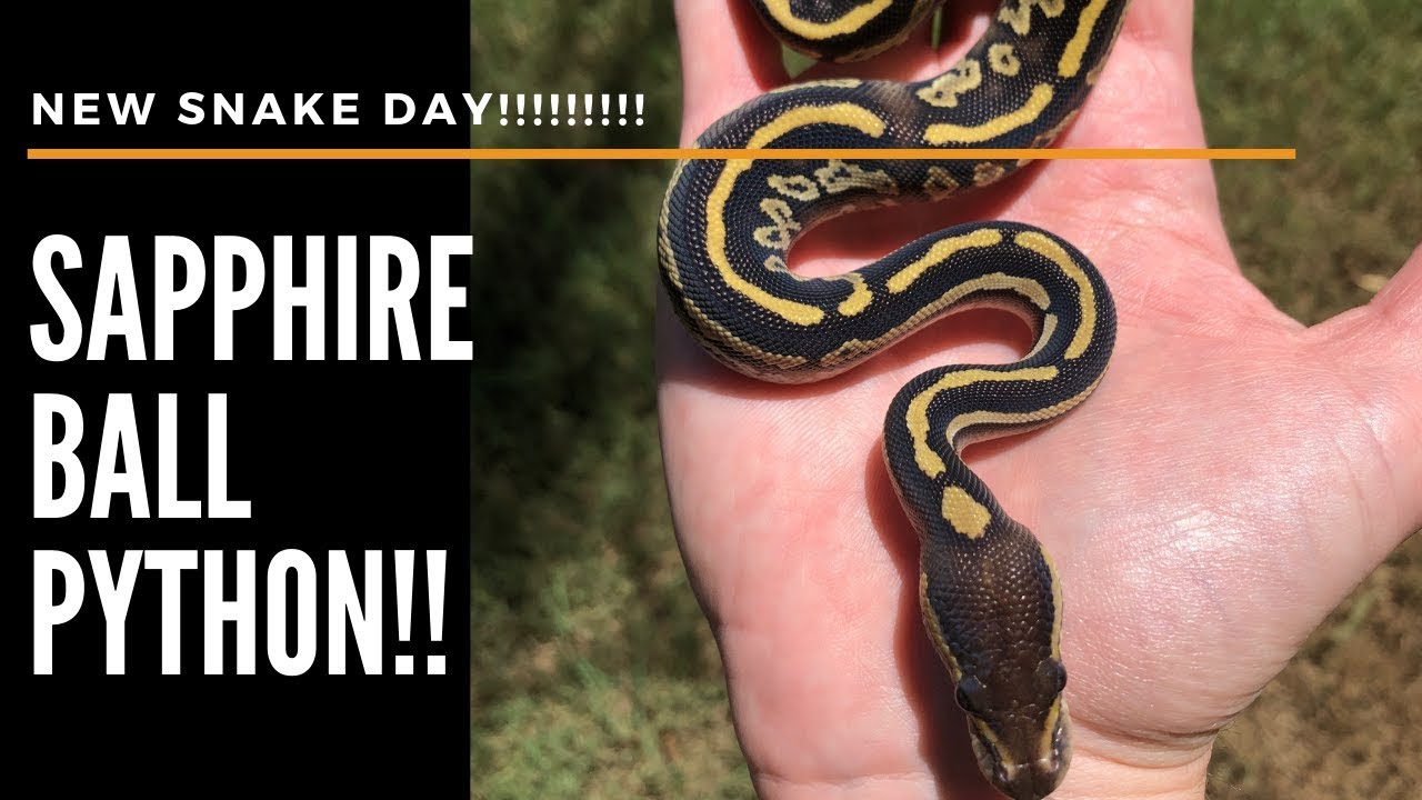 petco hours Ball Python Unboxing! NEW GENE!