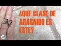 Araña manchada de jardín