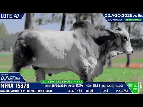LOTE 47