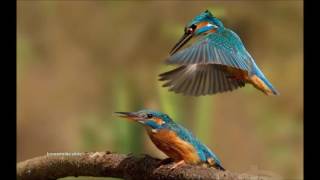 Ghanashyama Mohana Krishna flute On Karaoke