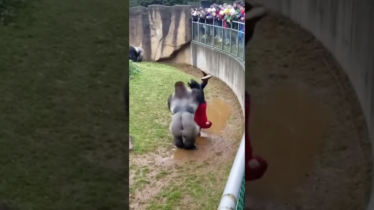 Everyone Thought the Gorilla Would Attack… But It Showed Unexpected Kindness