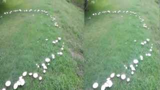 Fairy Circles In 2D 403 Mushrooms - Houston July 2012