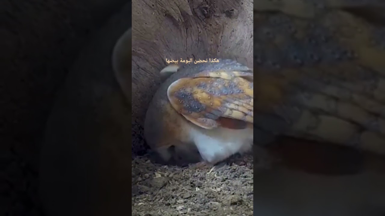 هكذا تحضن البومة بيوضها