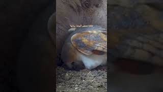 هكذا تحضن البومة بيوضها