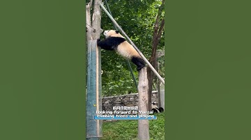 Looking forward to Yuezai climbing trees and playing