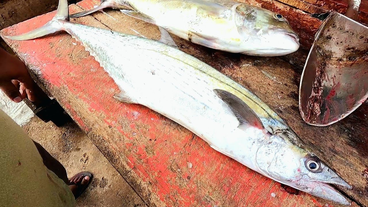 big STREAKED SPANISH MACKEREL HUGE SEER FISH CUTTING Mr.Rasanga YouTube