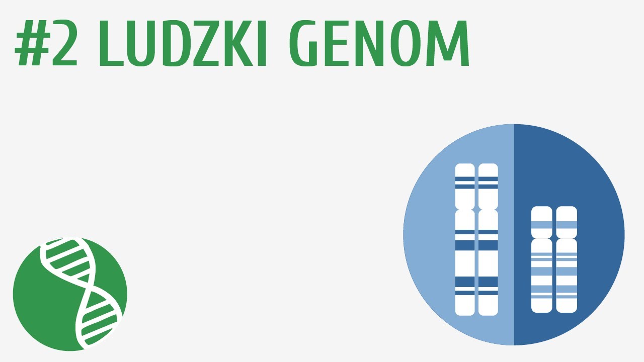 Ludzki genom #2 [ Genetyka ] - YouTube