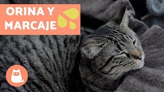 ¿Por qué mi gato orina fuera del arenero? | Educador de Gats