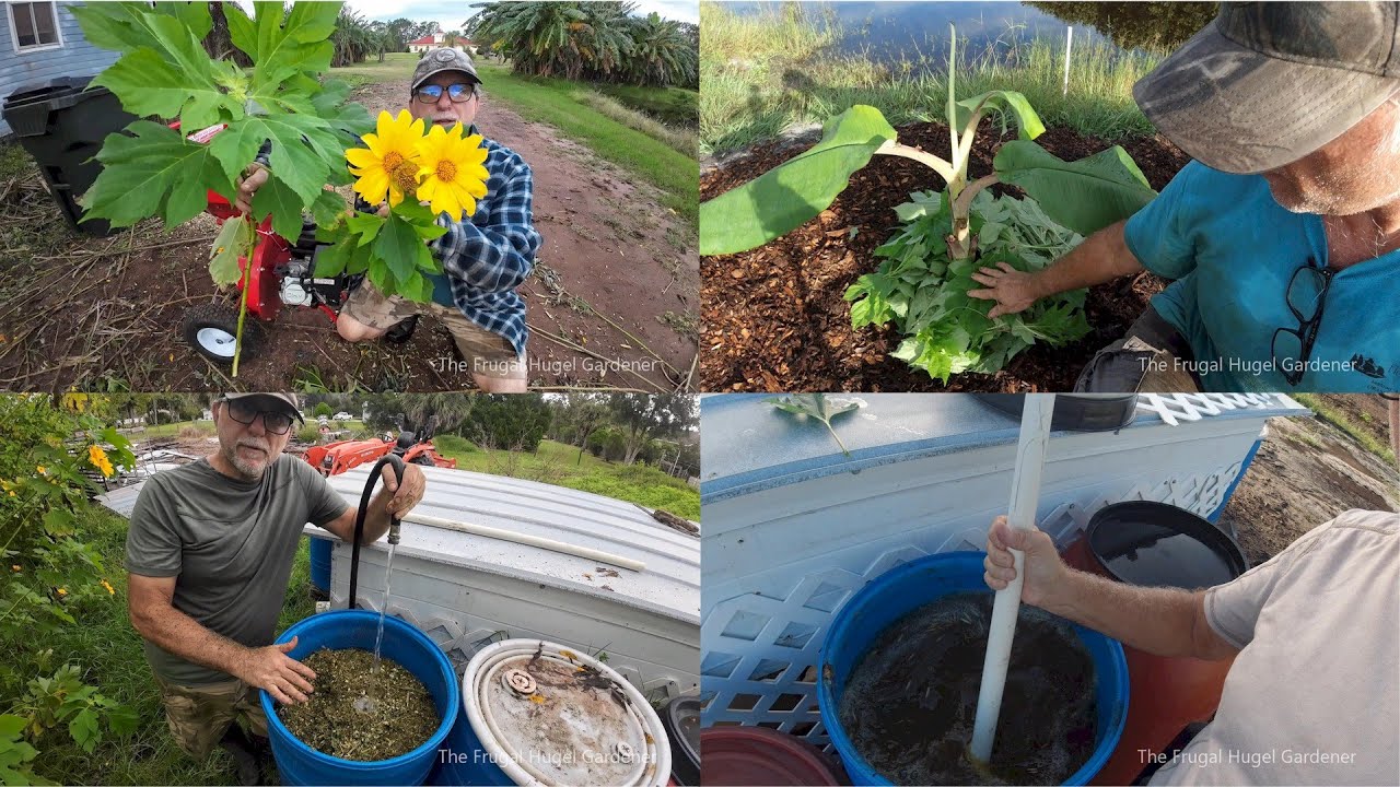 Mexican Sunflower Compost Tea: Boost Garden Health Naturally