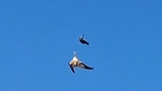 Atmaca Güverci̇ni̇ Kapip Kaçti-The Hawk Grabbed The Pigeon And Flew Away Almanya-Germany