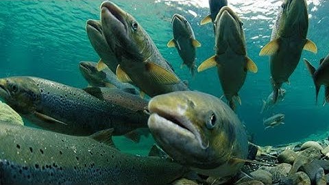 Cuộc di cư của đàn cá hồi, và đặc tính ngược dòng tìm về nguồn cội.