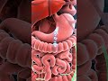 Amazing 3D Animation How Water Hydrates Your Body! 💧✨  Medical Science Facts #medicalanimation