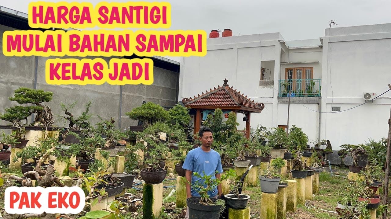 HARGA SANTIGI‼️MULAI BAHAN SAMPAI KELAS JADI ,FULL STOK📞 0823-3163-8393 @JeckpaeyBonsai91 